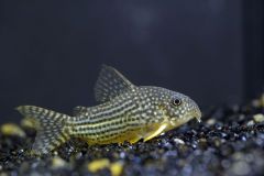 Corydoras_Sterbai