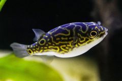 Dwarf-pufferfish-2