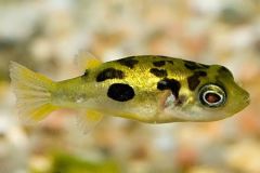 Dwarf-pufferfish
