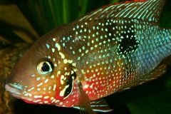 Firemouth-cichlids-2