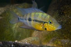 Firemouth-cichlids-thorichthys-pasionis-yellow