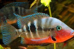 Firemouth-cichlids