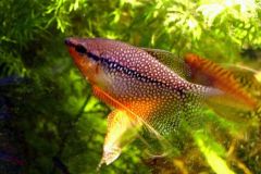 Gouramis-dwarf-pearl