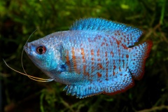 Gouramis-dwarf