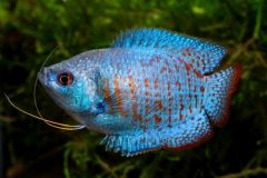 Gouramis-dwarf