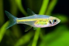 Green-Kubotai-Rasbora