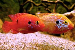 Hemichromis-cichlids-fire-jewel-cichlid