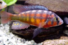 Kribebsus-cichlid-2