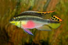 Kribensis (Purple Cichlid)
