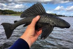 Loricariidae-catfish-armored-catfish