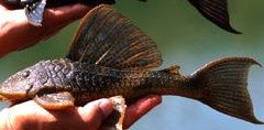 Loricariidae-catfish-suckermouth-invasive-species