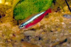 Paracheirodon_cardinalis-cardinal-tetra