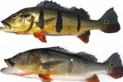 Peacock-bass-South-America