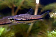 Rasbora_einthovenii-brilliant
