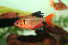 Serpae_Tetra_Faucon