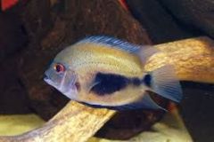 Uaru-amphiacanthoides-2