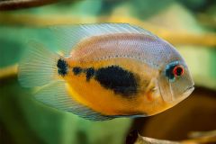 Uaru-amphiacanthoides