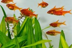 amber-tetra
