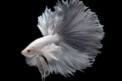 betta-fish-blackwater-aquarium