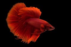 betta-fish-blackwater