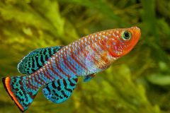 bluefin-notho-killifish