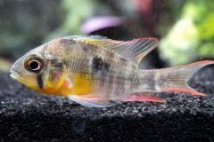 bolivian-ram-cichlids