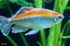 congo-tetra-male