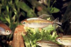 congo-tetra