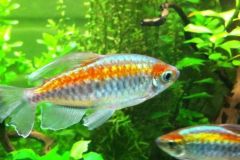congo-tetras