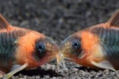 corydoras-eques