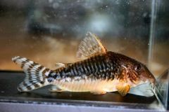 corydoras-seussi