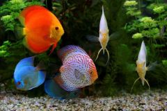discus-fish-2