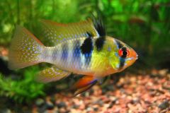 german-blue-ram-fish