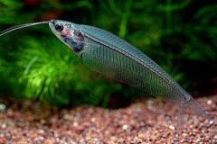 glass-catfish