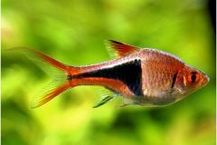 harlequin-rasbora