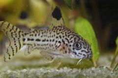juli-corydoras-catfish