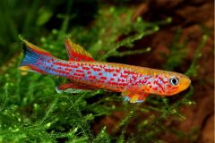 killifish-2