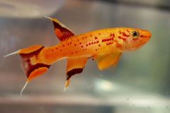 killifish-3
