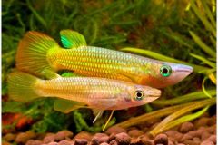killifish