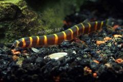 kuhli-loaches-fish