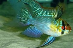 long-fin-blue-ram