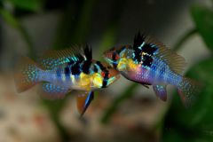 ram-cichlids-electric-blue