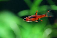 rasbora-chilli
