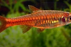 rasbora-vulcanus-mann