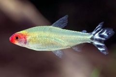 rummy-nose-tetra-care