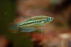 sparkling-gourami