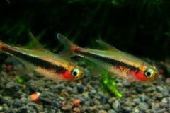 toucan-tetra