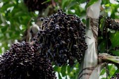 acai-palm