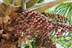 buriti-moriche-palm