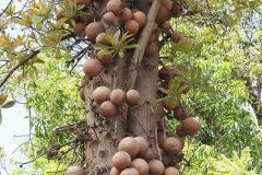 canonnball-tree-guianensis